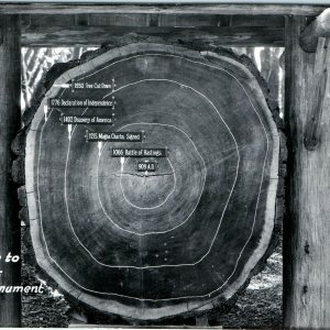 Entrance Muir Woods RPPC Historical Tree Ring Battle Hastings, Magna Carta A5