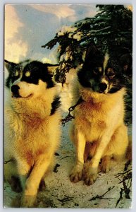 Alaskan Husky Sled Dogs Man's Best Friend Dogs Pets Postcard