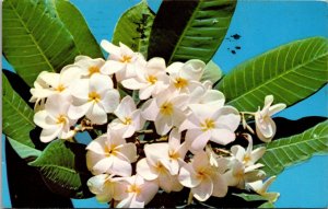 Plumeria Flower Hawaiian Postcard PC15