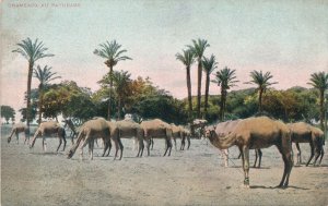 Chameaux Au Paturage - Camels Grazing - Animals - Egypt in North Africa - DB