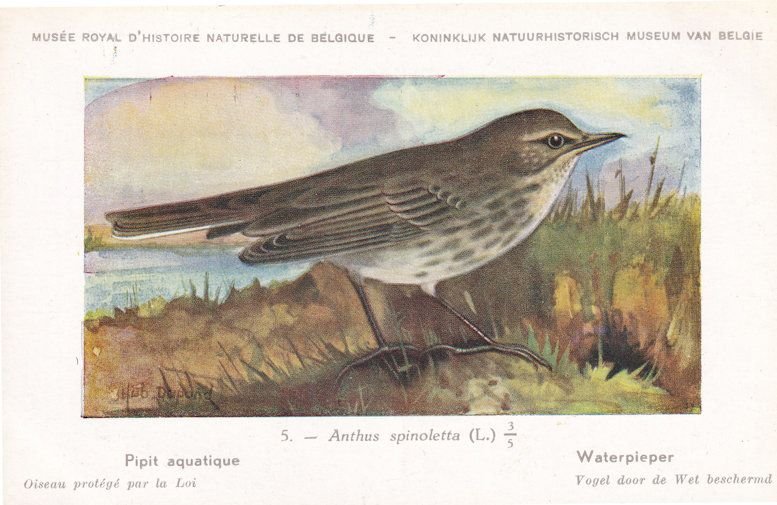 Anthus Spinoletta Water Pipit Bird Antique Rare Postcard