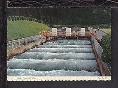 Fish Ladders,Bonneville Dam,WA,OR Postcard BIN 