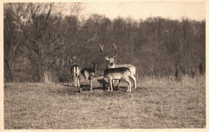 Vintage Postcard Deer Paddock South Mountain Reservation New Jersey NJ Martcraft