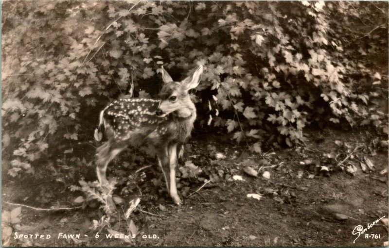 Vtg Postcard 1940s DOPS RPPC - Spotted Fawn 6 Weeks Old - Unused