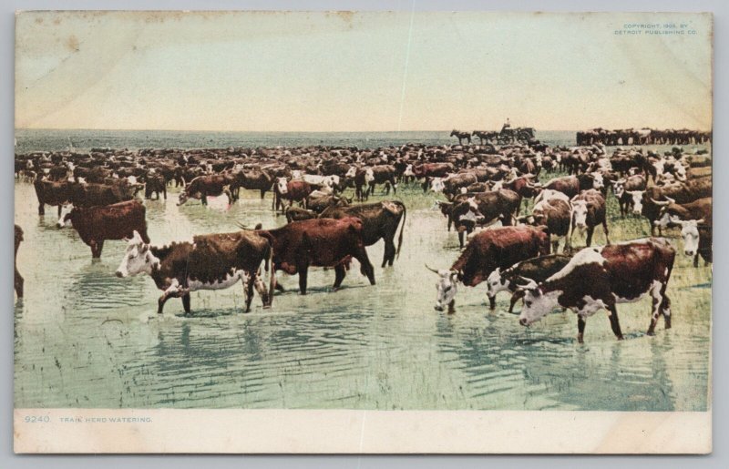 Animal~Cattle And Long Horns In Water Hole~Vintage Postcard