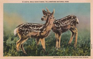 1930's Mule Deer Fawns Yellowstone National Park Linen Postcard 2R5-448