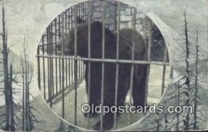 Wahington Park Zoo Bear 1914 light internal creases