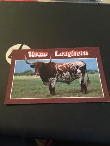 Vtg Postcard: Texas Longhorn