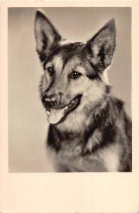 B98511 dog chien real photo germany  animals animaux