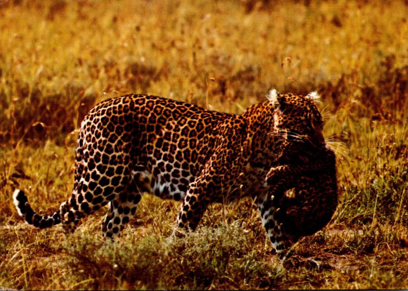 Leopard Panthera Pardus