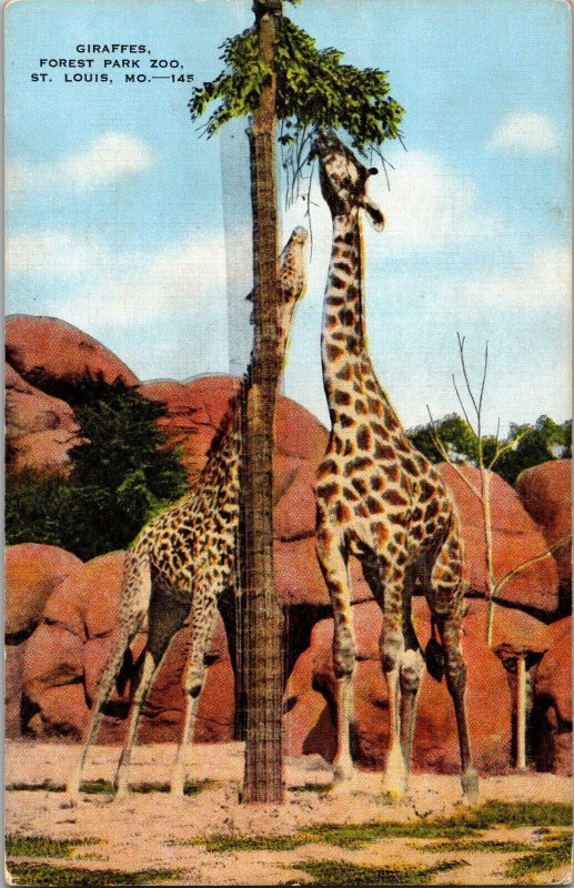 Giraffes Forest Park Zoo St. Louis MO Postcard PC37