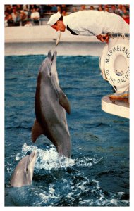 Postcard CA Palos Verdes Marineland Pacific Zippy jumping for fish from mouth