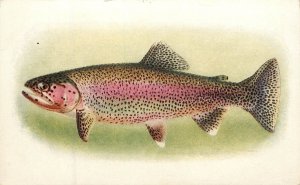 Steinhart Aquarium Postcard Kern River Trout Salmo Gilberti Jordan Fish