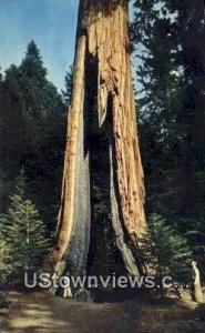 Clothespin Tree - Yosemite National Park, CA