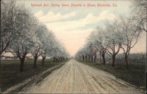 Haywards CA California Railroad Ave Almond Trees c1900-20s Vintage Postcard