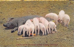 Lunch Hour Union Stock Yards, Chicago, Illinois, USA Pig Writing on back stai...