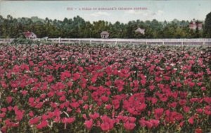 Flowers A Field Of Burbank's Crimson Poppies 1910