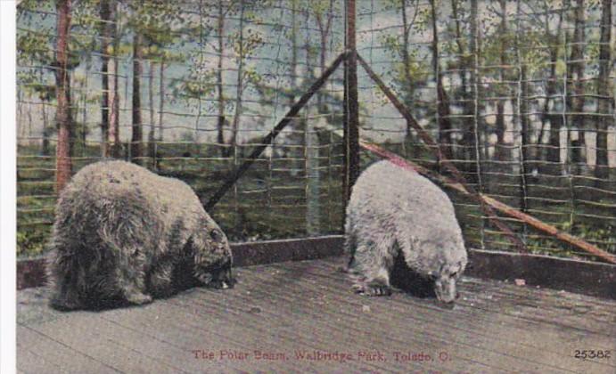Polar Bears Walbridge Park Toledo Ohio