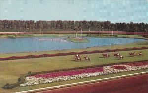 Florida Miami Parading To The Post On The Turf At Beautiful Hialeah Race Course