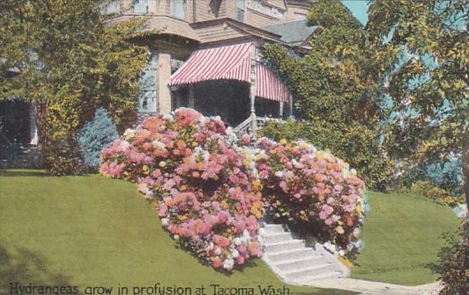 Washington Tacoma Residential Scene With Beautiful Hydrangeas