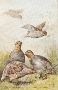 Maude Scrivener. Grey Partridges Brds Tuck Oilette British Birds Ser. PC  #