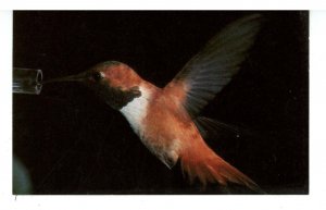 Birds - Rufous Hummingbird