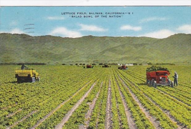 California Salinas Typical Lettuce Field 1945