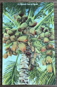 Postcard Used “Coconut Tree”  FL PM/1955 Linen? L31