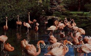 Flamingos - Sarasota, Florida FL  