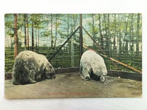 Vintage Postcard 1910 The Polar Bears Walbridge Park Toledo OH Ohio