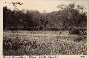 TEXAS STATE FLOWER-BLUE BONNETS~1941 REAL PHOTO POSTCARD