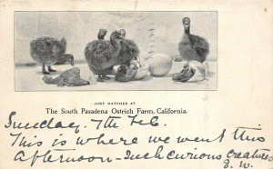 South Pasadena California 1904 Embossed Postcard Ostrich Farm