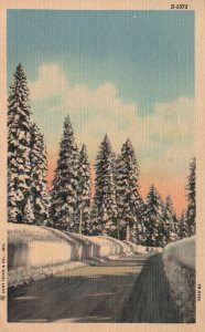 Vintage Postcard 1955 Snow-Capped Road Pine Trees Highway CT Winter Snow Scenes