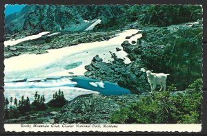 Montana, Glacier National Park - Rocky Mountain Goat - [MT-036X]