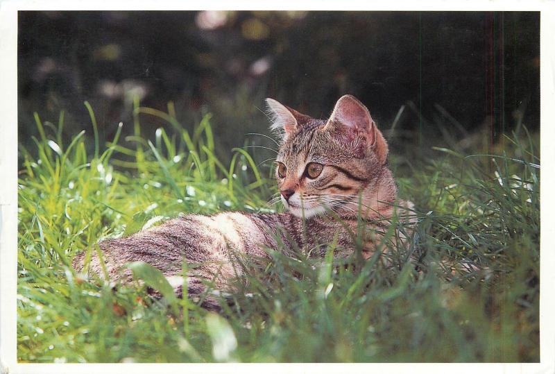 Bernd Schellhammer cat chat photo postcard