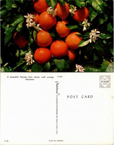 Orange Blossoms (23503