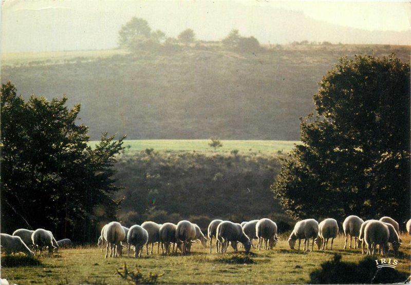 Animals Postcard Sheep herd hills cottage trees