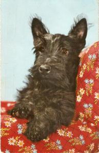 \Black Dog on the Sofa\  Nice Italian Postcard