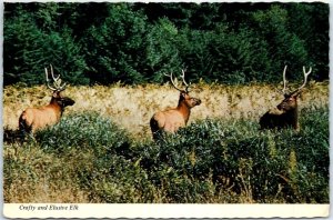 Postcard - Crafty and Elusive Elk