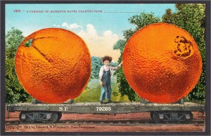 Giant Navel Oranges on Southern Pacific Railroad Exaggeration Postcard 1909