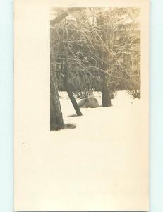 Pre-1907 rppc BEAUTIFUL DEER SITTING IN WOODS r6493