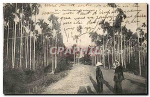 Old Postcard A Planting areca Indochina Vietnam