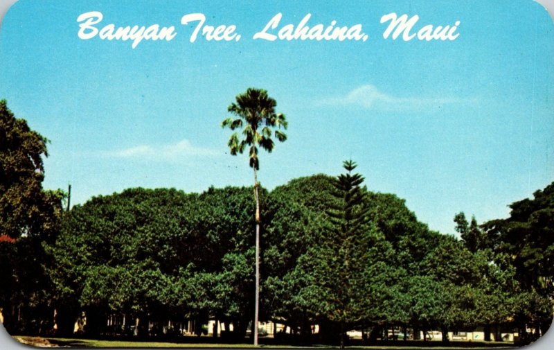 Hawaii Maui Lahaina Giant Banyan Tree Planted 1873