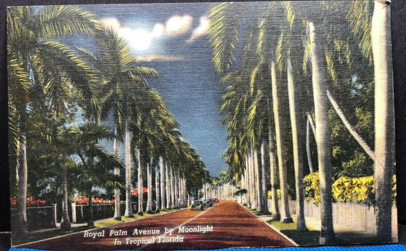 Florida Royal Palm Avenue Vintage Postcard