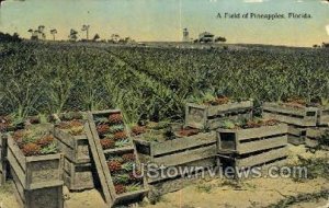 Pineapples - Misc, Florida FL