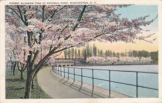 Beautiful Japanese Cherry Blossom Vista Potomac Park Washington DC 1926