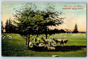 1916 The Noon Day Hour Oregon Sheep Ranch Animals Farm Rainier OR Postcard