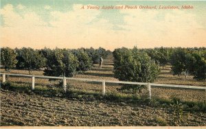 Postcard Idaho Lewiston Young apple peach orchard Sprouse & Sons 23-7873