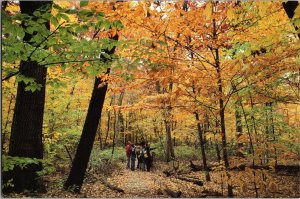 Continental Postcard Wingra Woods University of Wisconsin-Madison Arboretum CF5