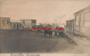 Chile, Punta Arenas, RPPC, Street Scene, Commercial Area, Oxen